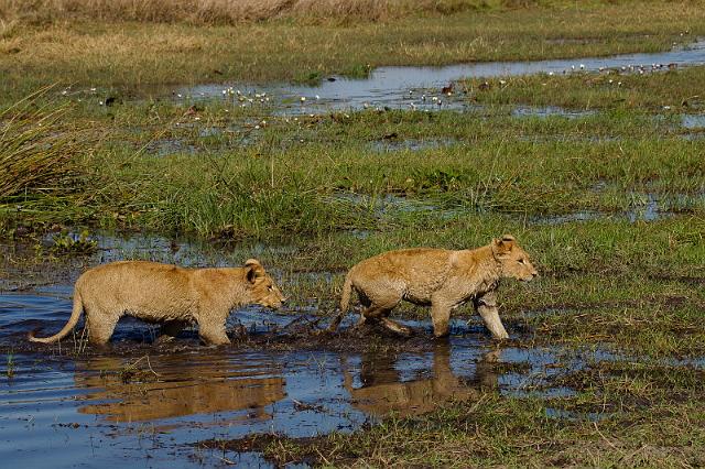 141 Okavango Delta, leeuwen.jpg